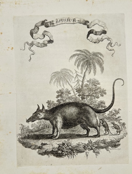 Giuseppe Maria Terreni (1739–1811) – Opussum – Copperplate Engraving from Il Gazzettiere Americano (Livorno, 1763)