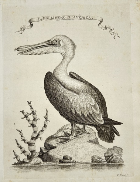 George Edwards (1694–1773) – Il Pellicano d’America – Copperplate Engraving from Il Gazzettiere Americano (Livorno, 1763)
