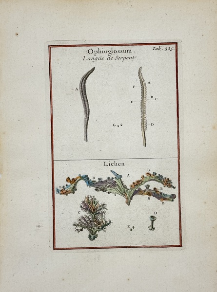 Joseph Pitton de Tournefort (1656–1708) – Ophioglossum, Langue de Serpent / Lichen – Engraving (1719)