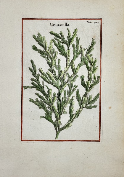 Joseph Pitton de Tournefort (1656–1708) – Genistella – Hand-Coloured Engraving (1719)