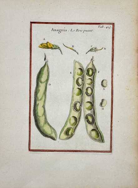 Joseph Pitton de Tournefort (1656–1708) – Anagyris, Le Bois puant – Hand-Coloured Engraving (1719)