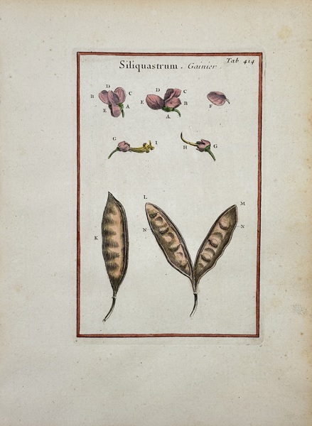 Joseph Pitton de Tournefort (1656–1708) – Siliquastrum, Gainier – Hand-Coloured Engraving (1719)