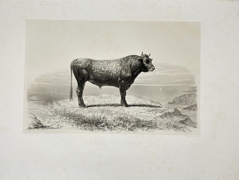 Émile Baudement (1819–1886) – Bull Standing on a Coastal Cliff – Heliogravure Print Finished with Engraving and Lithography (1861–62)
