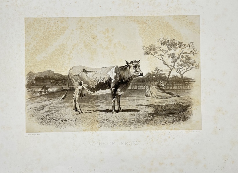 Émile Baudement (1819–1886) – Cow Standing in a Pastoral Farm Scene – Heliogravure Print Finished with Engraving and Lithography (1861–62)
