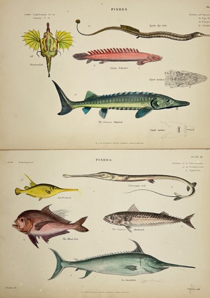 William MacKenzie (1794–1868) – Set of 2 Plates – Fishes – Hand-Coloured Engravings (1859–1868)