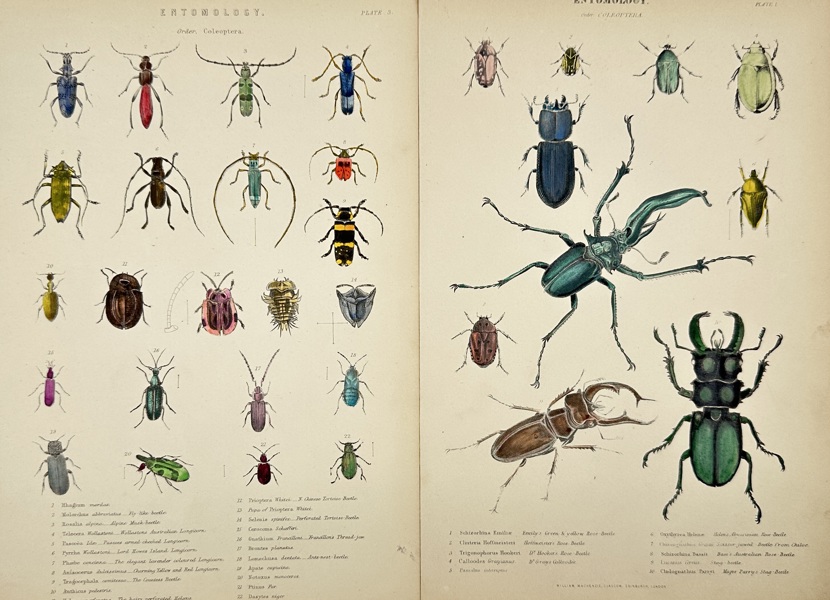 William MacKenzie (1794–1868) – Set of 2 Plates – Entomology: Coleoptera – Hand-Coloured Engravings (1859–1868)