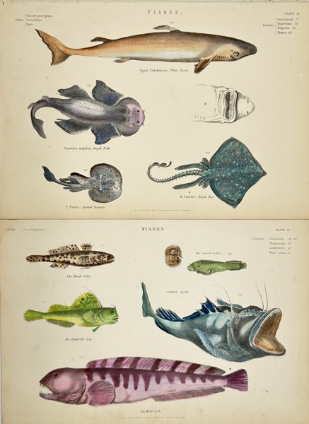 William MacKenzie (1794–1868) – Set of 2 Plates – Fishes: Sharks, Rays, Gobies, Wolf Fishes – Hand-Coloured Engravings (1859–1868)
