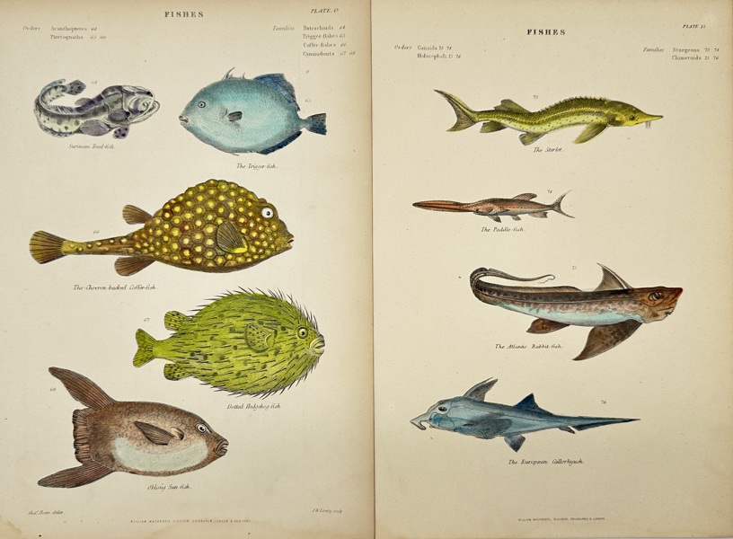 William MacKenzie (1794–1868) – Set of 2 Plates – Fishes: Sunfish, Toadfish, Paddlefish & Chimaeras – Hand-Coloured Engravings (1859–1868)