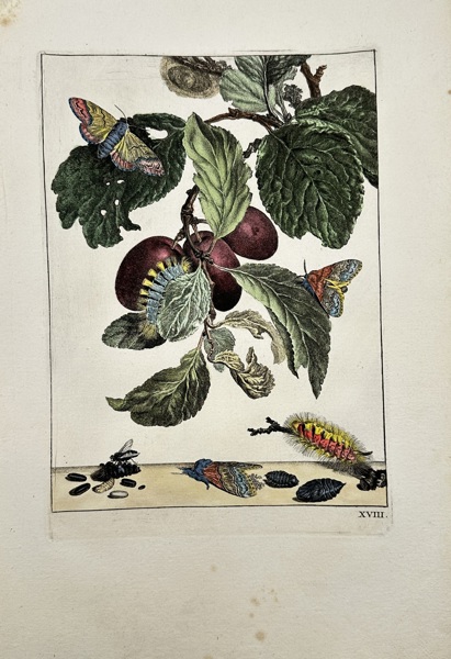 Maria Sibylla Merian (1647–1717) – Botanical and Entomological Study – Hand-Coloured Copperplate Engraving, Plate XVIII (Early 18th Century)