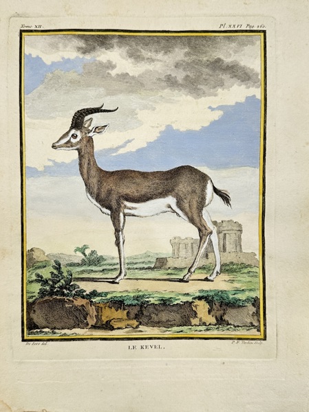 Jacques de Seve & Comte de Buffon - Hand-coloured Engraving - Greater Crested Grebe - Horned Grebe - 1770	