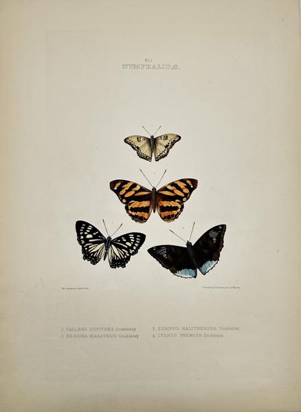 William Chapman Hewitson (1806–1878) – Nymphalidae – Plate XLI – Hand-Coloured Lithograph of Exotic Butterflies (c.1850s)