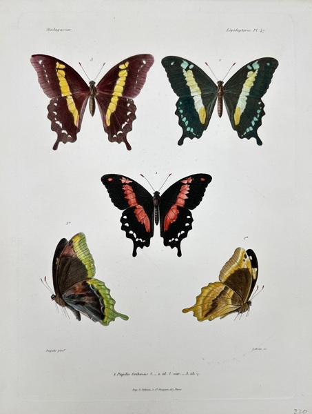 Jean-Baptiste Louis Lebrun (1801–1879) – Butterfly from Madagascar – Hand-Coloured Lithograph from Histoire physique, naturelle, et politique de Madagascar (19th Century)