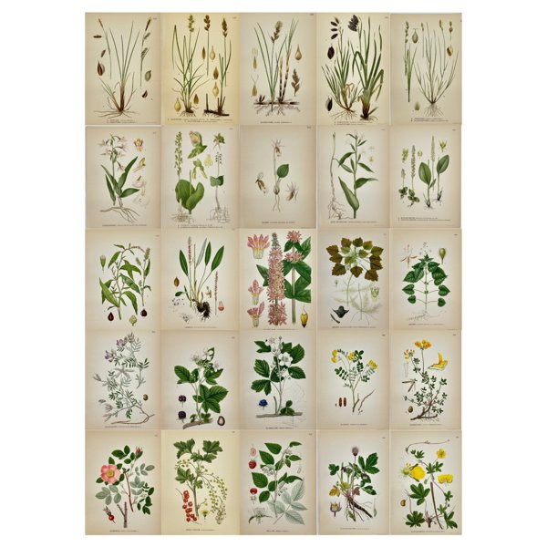 Carl Lindman (1856-1928) - Set of 25 Original Botanical Prints - Carex limosa - Mud Sedge - Carex atrofusca - Brown-flowered