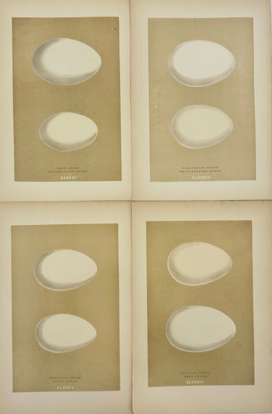 Francis Orpen Morris (1810–1893) - Set of 4 Bird Eggs – Antique Natural History Chromolithographs – Snow Goose, Red-Breasted Goose