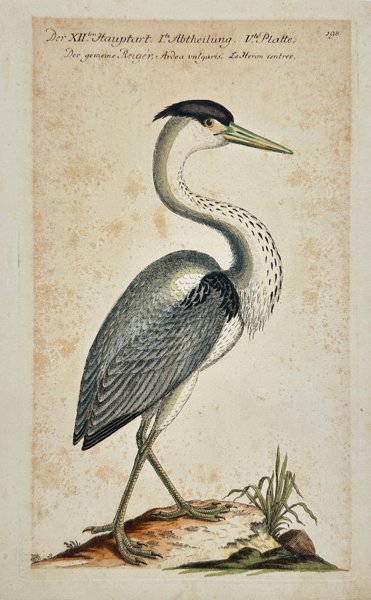 Johann Leonhard Frisch (1666–1743) - Hand-coloured Engraving - The Common Heron - Ardea cinerea - 1733