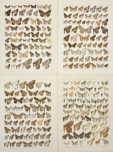 F. Havell (illustrator), J.W. Lowry (engraver), William Mackenzie (publisher) - Set of 4 Butterfly Plates – Hand-Coloured Engravings - Tephrina-Elphos, Boarmia, Medusina-Boarmia