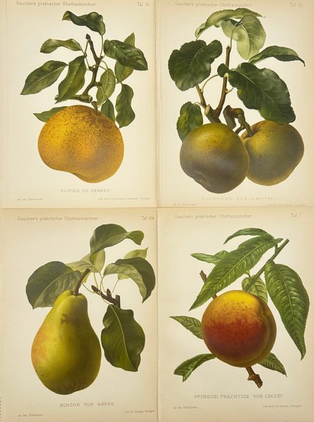 Johann Georg Keller - Set of 4 Chromolithographs from Gaucher's Pomologie – Olivier de Serres – Esperen’s Bergamotte 