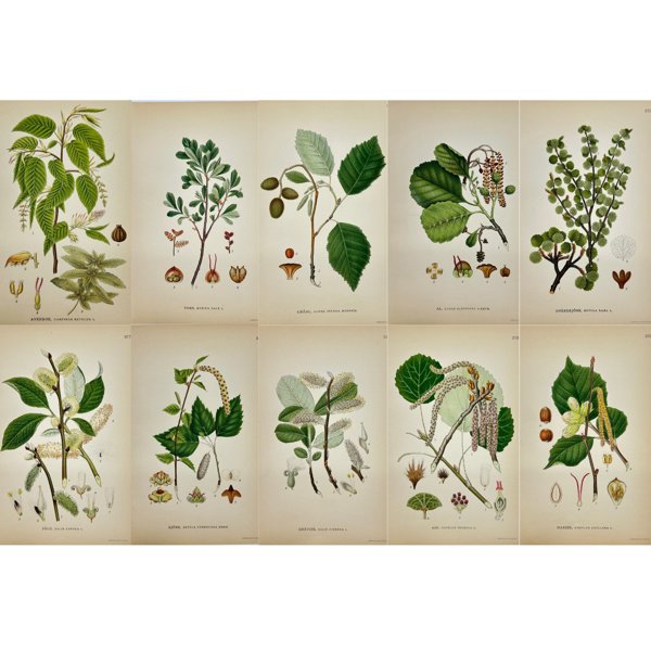 Carl Lindman (1856-1928) - Set of 10 Botanical Prints - Salix cinerea - Grey willow - Salix caprea - Goat willow - Populus