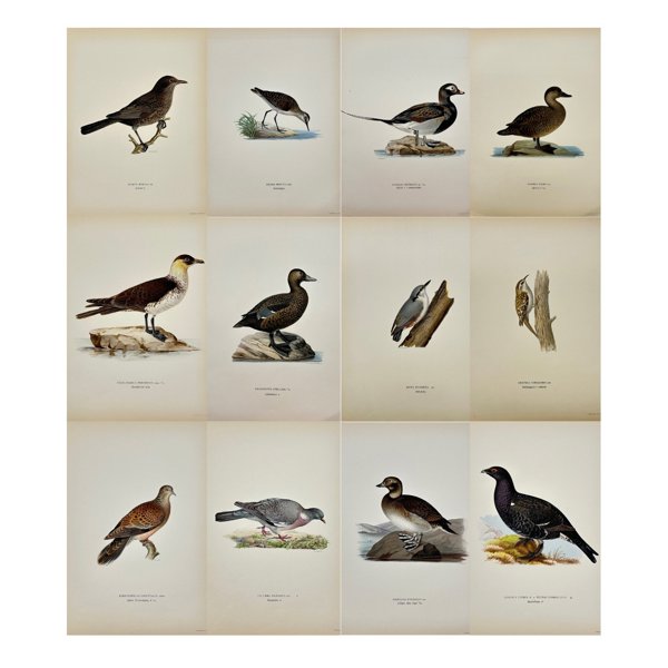 Magnus von Wright (1805 - 68) - Set of 12 Antique Bird Prints - Phalacorax Carbo - Great cormorant - Streptolia Orientalis