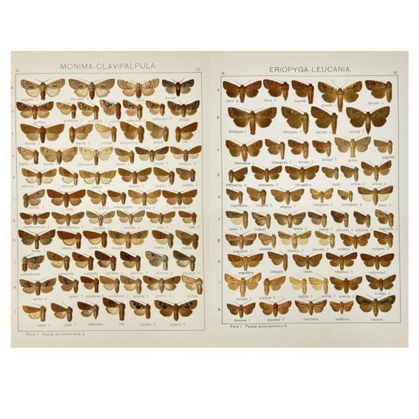 Adalbert Seitz (1860–1938) - Set of 2 Antique Butterfly Prints - Monima clavipalpula - Crambidae Insect - Eriopyga leuchania