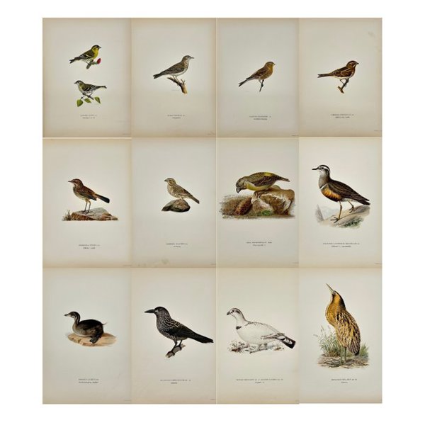 Magnus von Wright (1805 - 68) - Set of 12 Antique Bird Prints - Charadius Morinellus - Eurasian Dotter - Lagopus lagopus