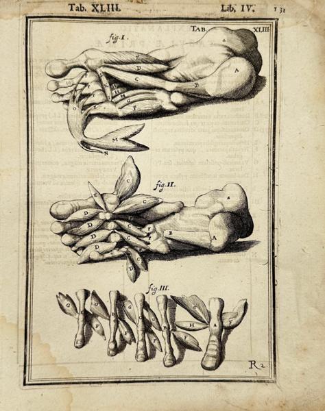 Adriaan van den Spiegel / Giulio Casseri - De humani corporis fabrica libri decem - Human Anatomy