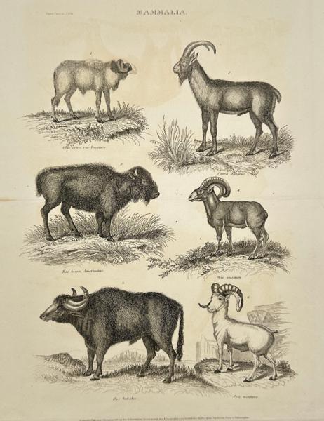 George Aikman (1812-1885) - Mammalia - Red Sheep - Wild goat - American bison - Mouflon - Bubalus - Dall sheep