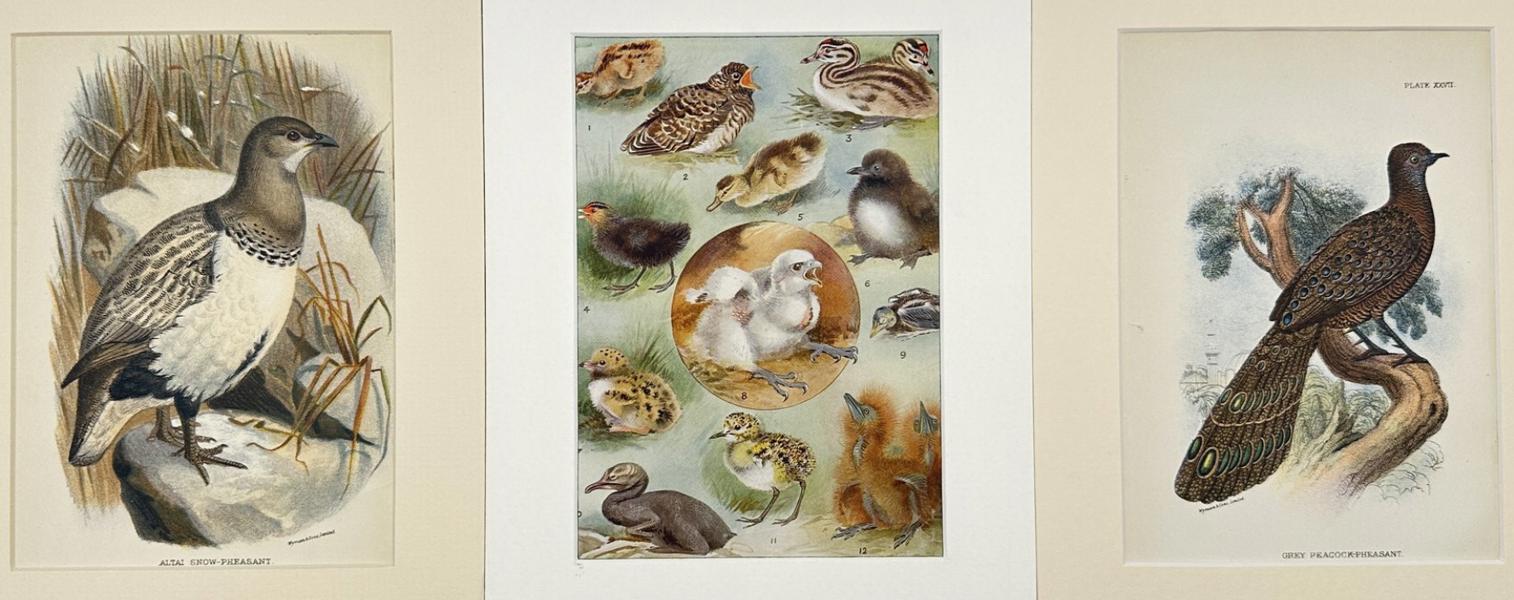 William Robert Ogilvie-Grant - Set of 3 Bird Prints - Altai snow pheasant - Tetraogallus altaicus - - 1896