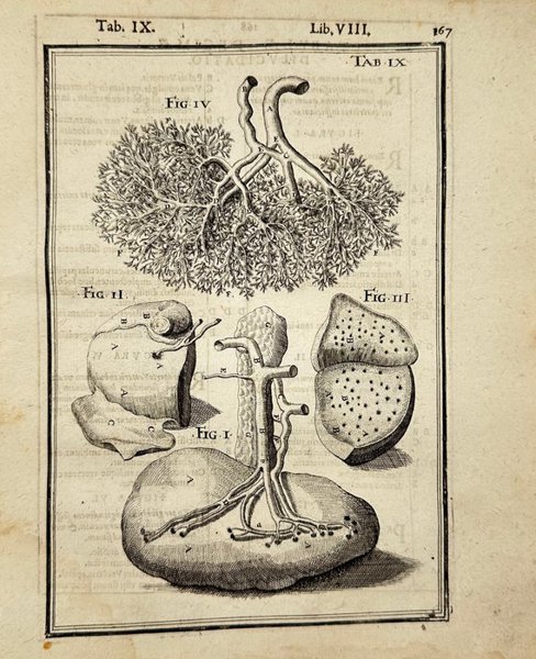 Giulio Cesare Casseri (1552–1616), Adrian van den Spieghel (1578–1625) - Tab. IX – Anatomical Depiction of Bronchi and Liver – Copperplate Engraving - 1645