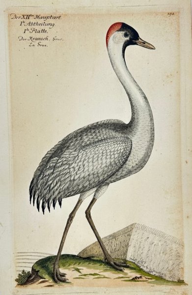 Johann Leonhard Frisch (1666–1743) - Hand-Coloured Engraving - The Crane - Grus grus - Numbered – c. 1733–1763