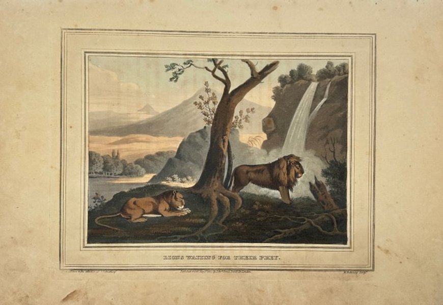 Palmer & Henry Dubourg (c. 1810–1830) - Hand-Coloured Engraving - Lions Waiting for Their Prey – 1813