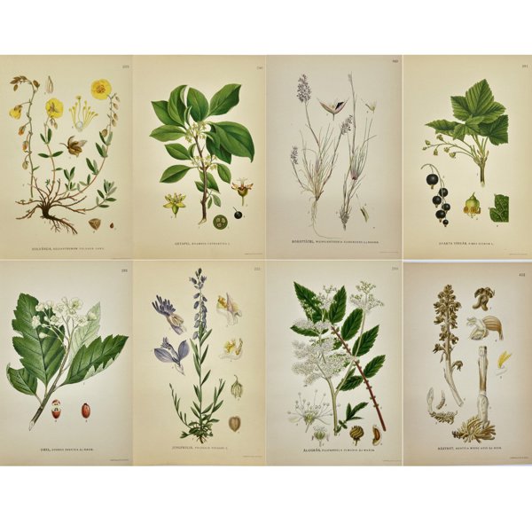 Carl Lindman (1856-1928) - Set of 8 Original Botanical Prints - Neottia nidus-avis - Bird's-nest Orchid - Filipendula ulmaria