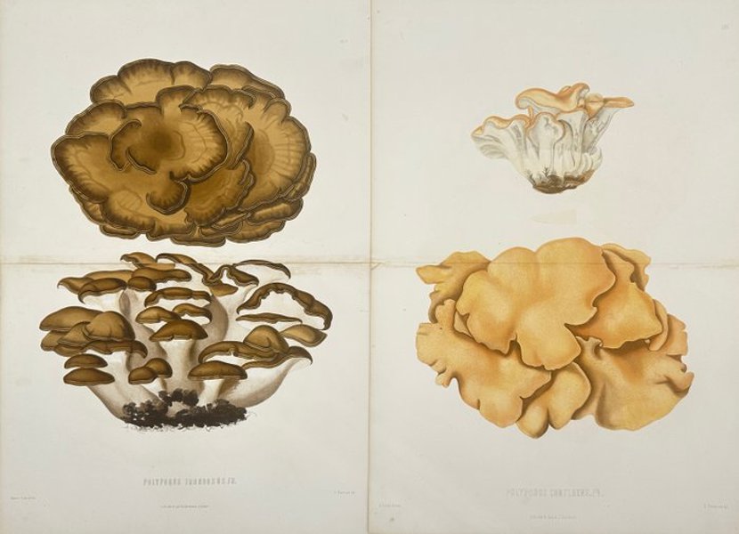 Elias Fries (1794–1878) - Set of 2 Large Mushroom Prints – Polyporus Frondosus & Polyporus Confluens – Chromolithographs - Chromolithograph