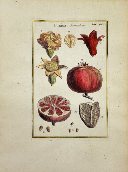 Joseph Pitton de Tournefort (1656–1708) - Antique Hand-coloured Engraving - Punica. Grenadier - Pomegranate