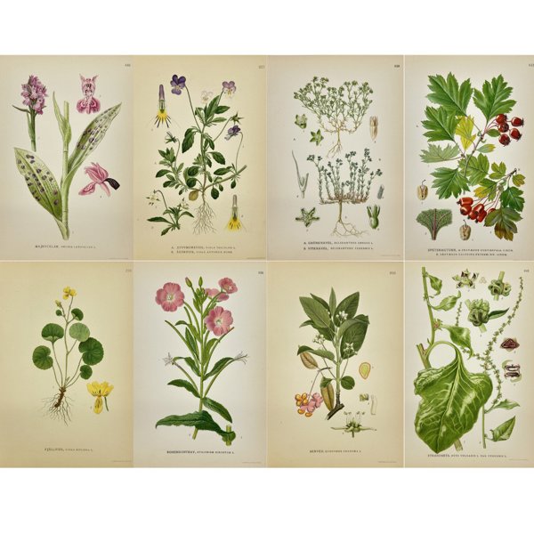 Carl Lindman (1856-1928) - Set of 8 Original Botanical Prints - Euonymus europaeus - European spindle - Fuzz-leaved violet