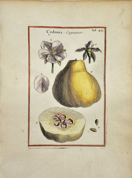 Joseph Pitton de Tournefort (1656–1708) - Antique Hand-coloured Engraving - Cydonia - Cognassier - Quince Tree