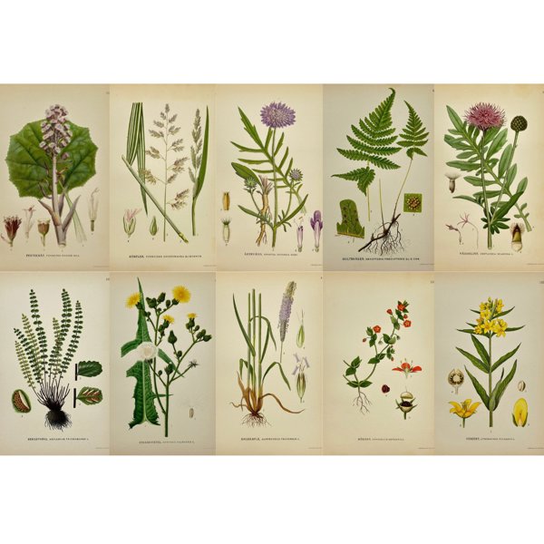 Carl Lindman (1856-1928) - Set of 10 Antique Botanical Prints - Reed Canary Grass - Typhoides Arundinacea - Meadow Foxtail