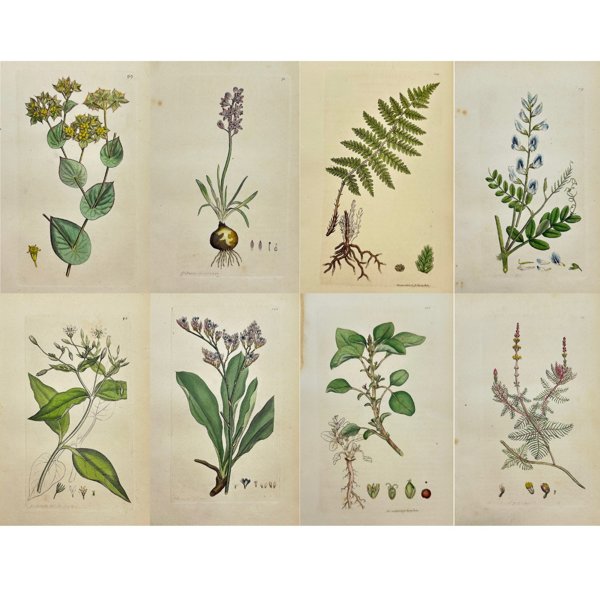 James Sowerby (1757 – 1822) - Set of 8 Antique Botanical Prints - Aspidium Irriguum - Brook Shield-fern - Aspidium Irriguum