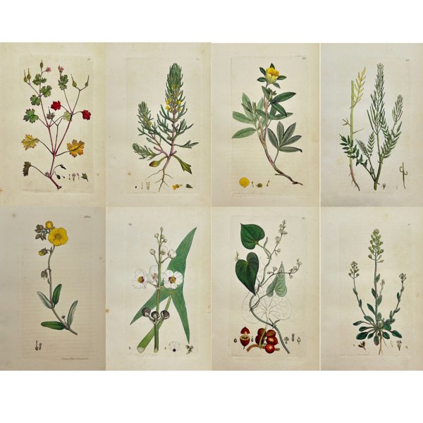 James Sowerby (1757 – 1822) - Set of 8 Antique Botanical Prints - Thlaspi Alpestre - Alpine Pennycress - Cardamine Impatiens