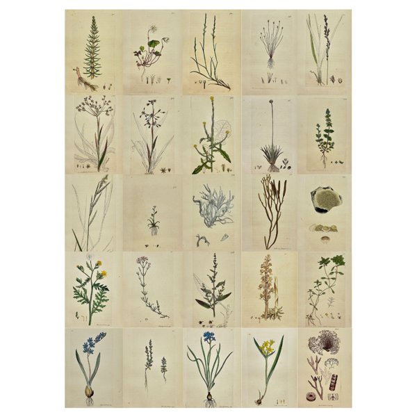 James Sowerby (1757 – 1822) - Set of 25 Antique Botanical Prints - Hippuris Vulgaris - Mare's-tail - Oxalis Acetosella