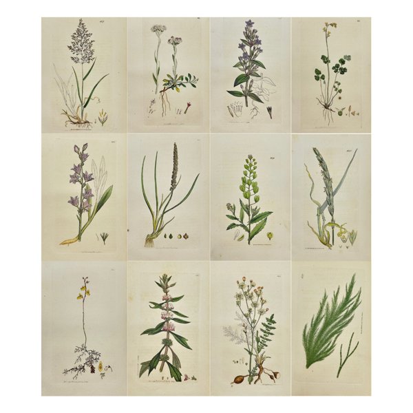 James Sowerby (1757 – 1822) - Set of 12 Antique Botanical Prints - Conferva Rupestris - Conferva Rupestris - Agrostis Vulgaris