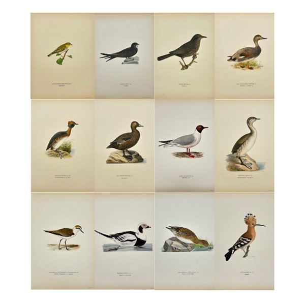 Magnus von Wright (1805 - 68) - Set of 12 Antique Bird Prints - Cypselus Apus - Common Swift - Anas Mareca Penelope