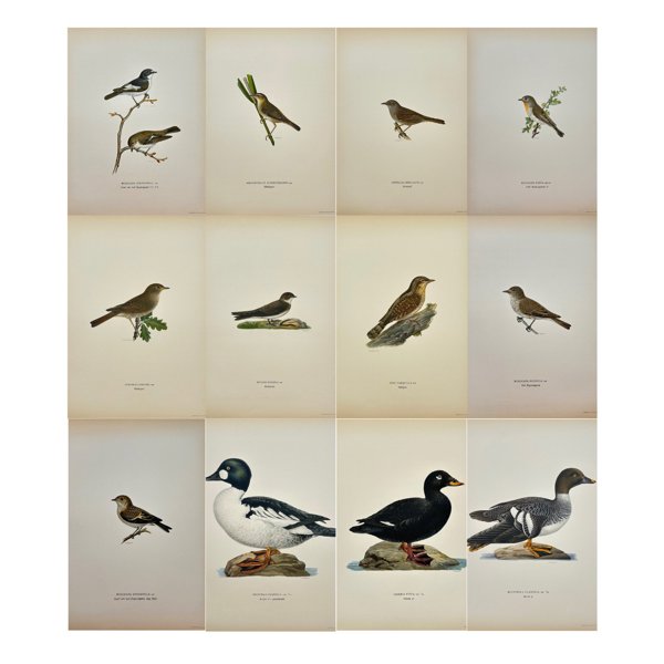 Magnus von Wright (1805 - 68) - Set of 12 Antique Bird Prints - Oidemia Fusca - Velvet Scoter - Acrocephalus Schoenobaenus