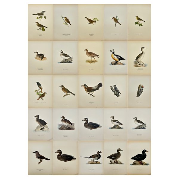 Magnus von Wright (1805 - 68) - Set of 25 Antique Bird Prints - Harelda Hyemalis - Long-tailed duck - Eniconetta Stelleri 