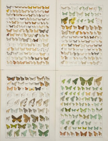 Adalbert Seitz (1860–1938) - Set of 4 Butterfly Plates – Hand-Coloured Engravings - Tephrina-Elphos, Boarmia, Medusina-Boarmia