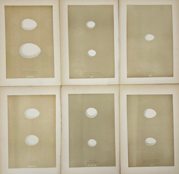 Francis Orpen Morris - Set of 6 Bird Egg Prints – Many-spotted Woodpecker – Green Woodpecker – Alpine Swift – Stock Dove
