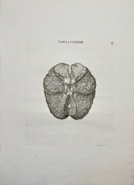Antonio Caldani (1725-1813) - Large Anatomical Engraving – Human Anatomy – Brain – 1813