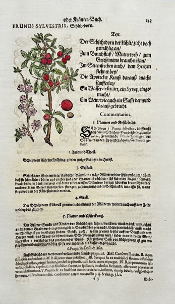Johann Joachim Becher (1635–1682) – Prunus Sylvestris (Schlehdorn) – Engraving (1662)