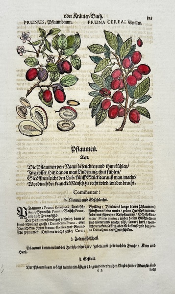 Johann Joachim Becher (1635–1682) – Hand-coloured Botanical Engraving – Prunus, Pflaumenbaum & Pruna Cerea from Oder Kräuter-Buch (1662)