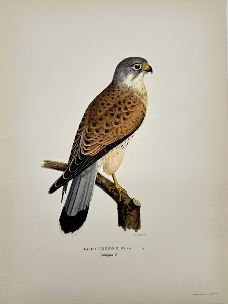 Magnus von Wright (1805–1868) – Chromolithograph – Falco Tinnunculus (Common Kestrel) from Nordisk Fågelfauna (1920)